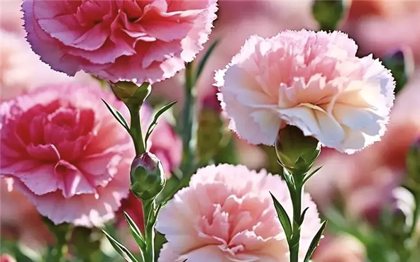 A letter to all female employees